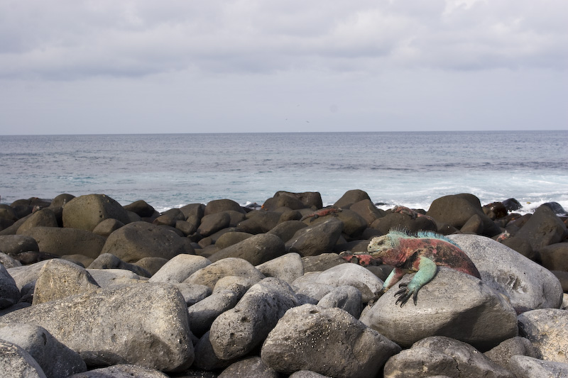 Marine Iguana